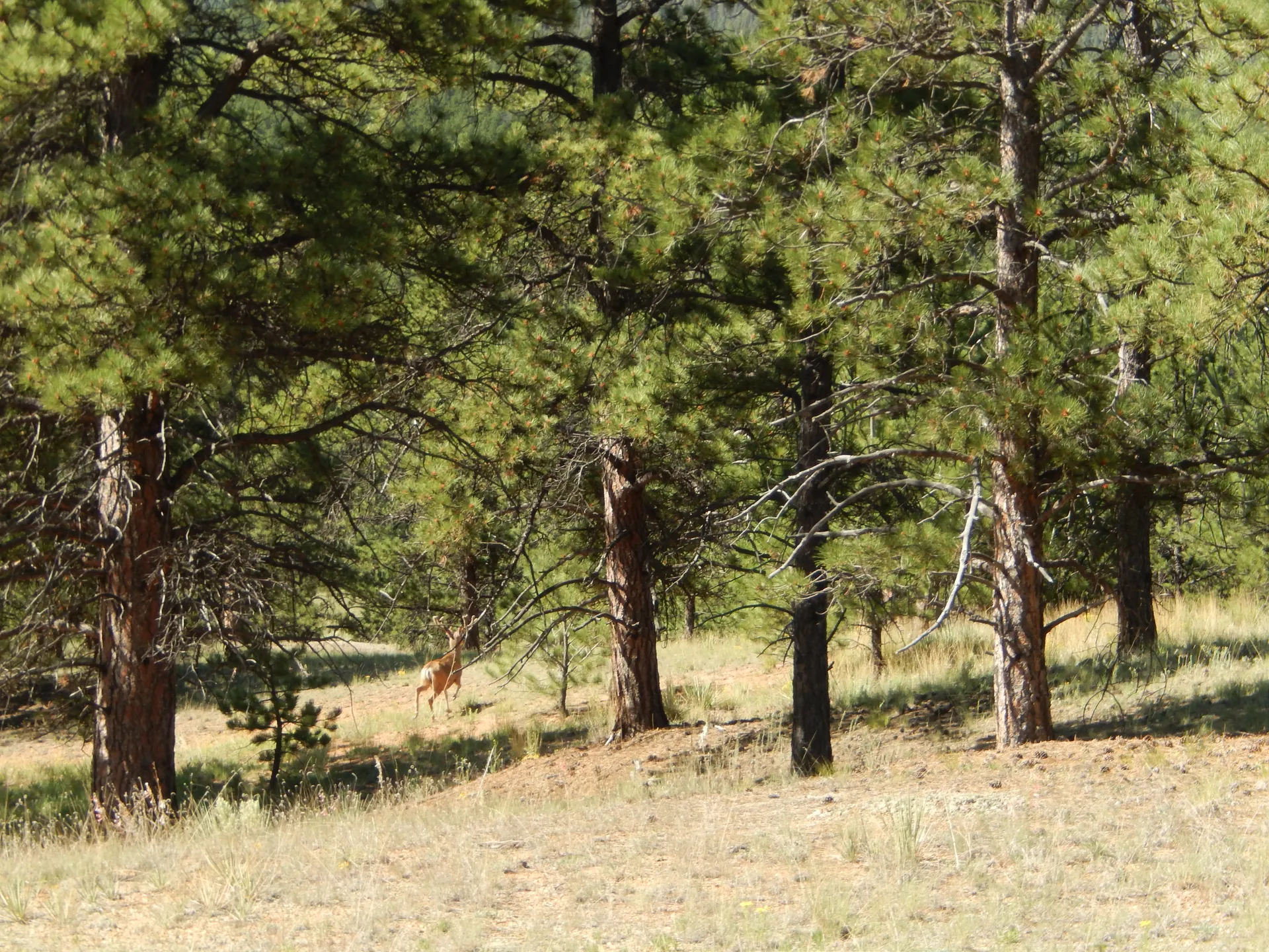 Quiet Garden Retreat – Fully Fenced Private Yard - Image 3