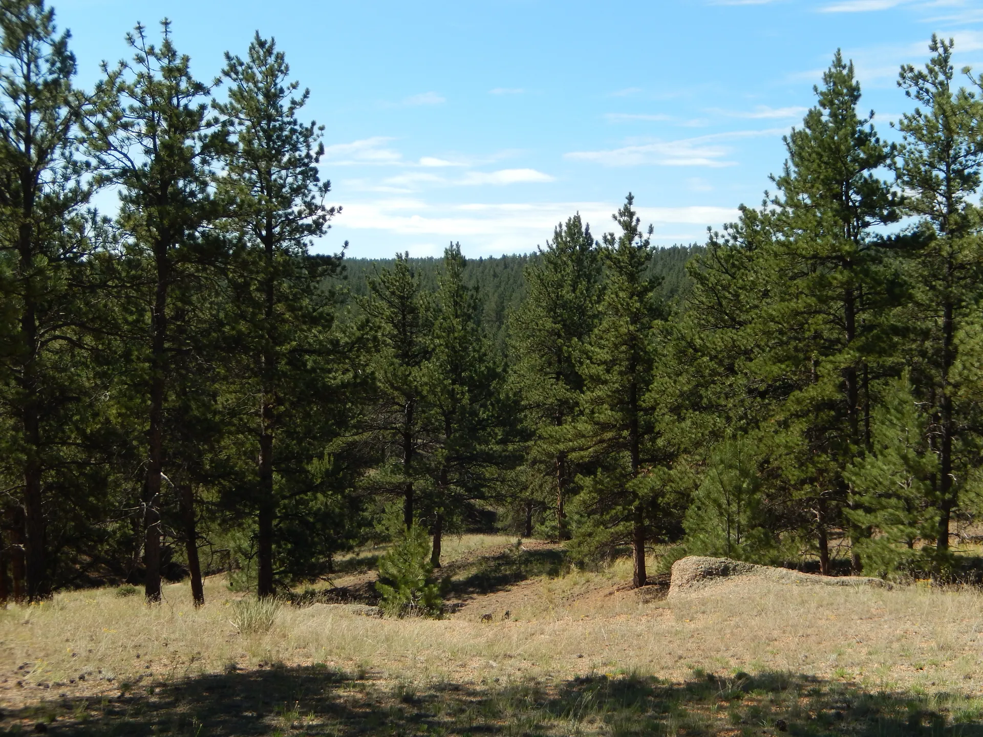 Quiet Garden Retreat – Fully Fenced Private Yard - Image 4
